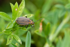 Neolochmaea dilatipennis