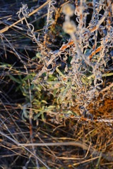 Pseudognaphalium beneolens