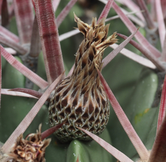 Ferocactus recurvus