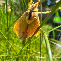 Aenetus eximia