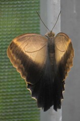 Caligo telamonius