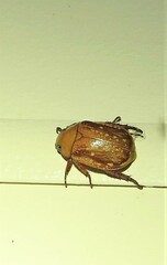 Anoplognathus concolor