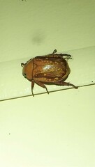 Anoplognathus concolor