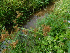 Cyperus pilosus