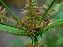 Cyperus pilosus