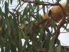Angophora leiocarpa