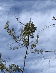 Phoradendron leucarpum