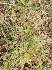 Eleocharis geniculata