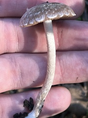 Psathyrella pennata