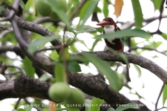 Halcyon smyrnensis perpulchra