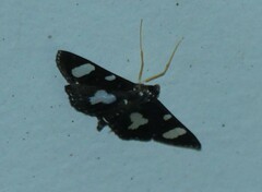 Glyphodes doleschalii