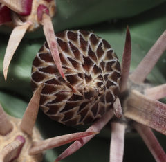 Ferocactus recurvus