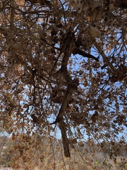 Phoradendron macrophyllum