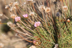 Armeria maritima