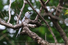 Dicrurus leucophaeus leucogenis