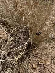 Jaltomata procumbens