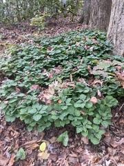 Pachysandra procumbens