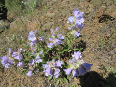 Penstemon eriantherus redactus