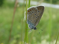 Polyommatus amandus