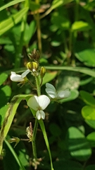 Desmodium scorpiurus