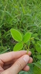 Desmodium scorpiurus