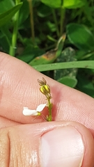 Desmodium scorpiurus