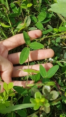 Desmodium scorpiurus