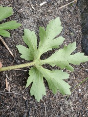Trachymene composita composita