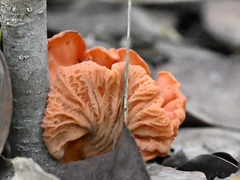 Cantharellus coccolobae