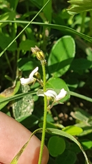 Desmodium scorpiurus