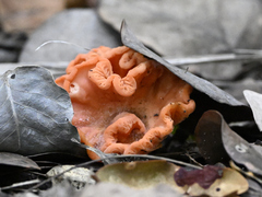 Cantharellus coccolobae