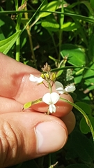 Desmodium scorpiurus