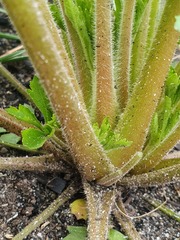 Trachymene composita composita