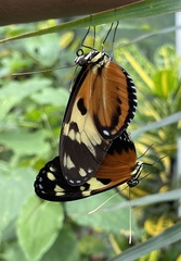 Heliconius ismenius
