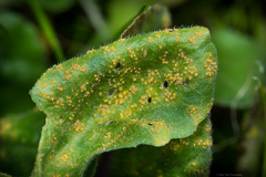 Puccinia lagenophorae