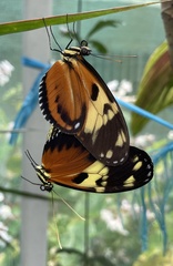 Heliconius ismenius