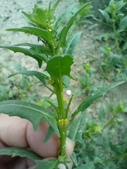 Sisymbrium polyceratium