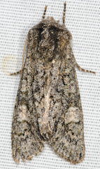 Copivaleria grotei