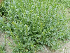 Sisymbrium polyceratium