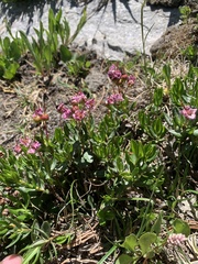 Kalmia microphylla