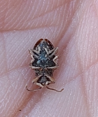 Lycoperdina ferruginea