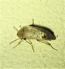 Ripiphoridae