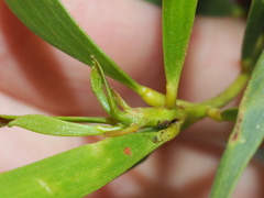 Juliflorae