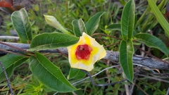 Mandevilla hirsuta