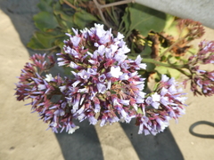 Limonium perezii