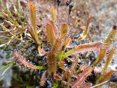 Drosera arcturi