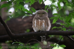 Glaucidium cuculoides