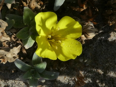 Camissoniopsis cheiranthifolia