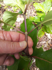 Coprosma acutifolia × Coprosma macrocarpa macrocarpa