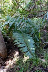 Acrostichum danaeifolium